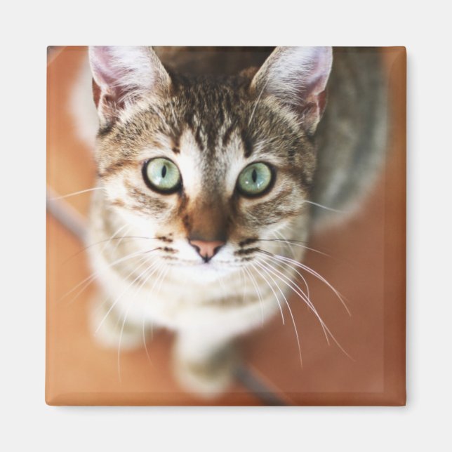 Imán Gatito (Frente)