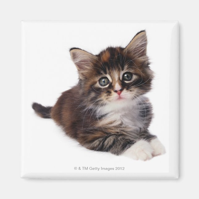 Imán Gatito (Frente)