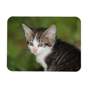Imán Gatito
