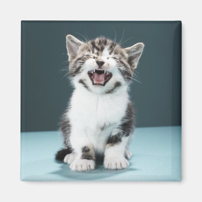Imán Gatito (Frente)