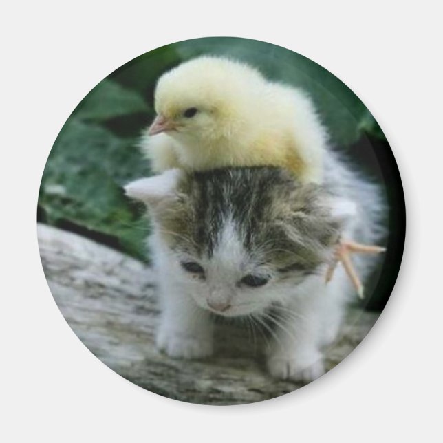 Imán gatito (Frente)