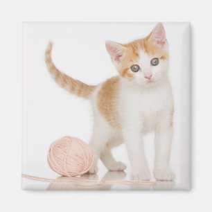 Imán Gatito al lado de la bola de la secuencia