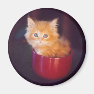 Imán Gatito anaranjado en una taza roja