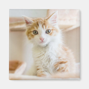 Imán Gatito anaranjado y blanco