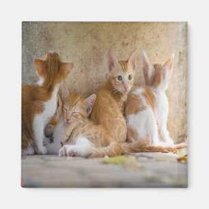 Imán Gatito atigrado naranja y blanco/Agrega la foto de