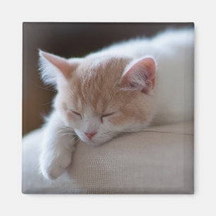 Imán Gatito beige y blanco cansado
