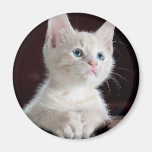 Imán Gatito blanco