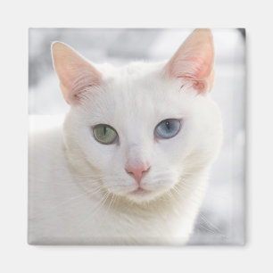 Imán gatito blanco de ojos extraños frente a frente