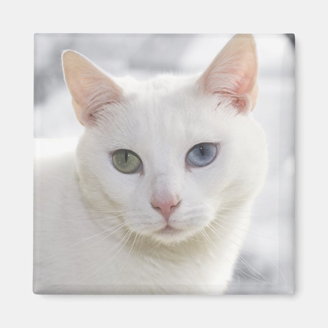 Imán gatito blanco de ojos extraños frente a frente (Frente)