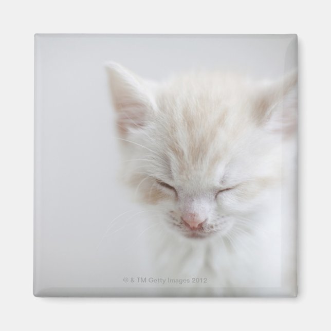 Imán Gatito blanco durmiendo (Frente)