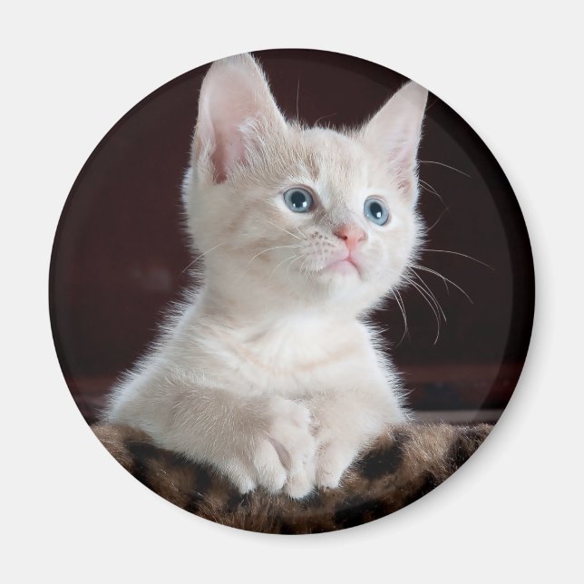 Imán Gatito blanco vulnerable (Frente)