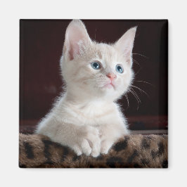 Imán Gatito blanco vulnerable