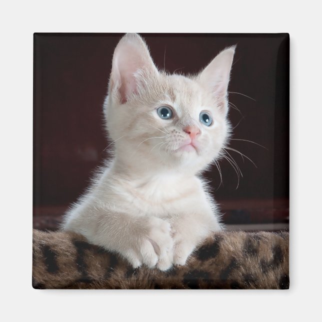 Imán Gatito blanco vulnerable (Frente)