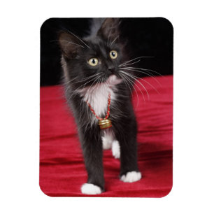 Imán Gatito blanco y negro de pelo corto, 2 1/2 meses