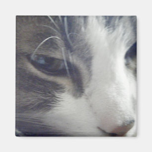 Imán Gatito bonito