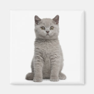 Imán Gatito británico de Shorthair