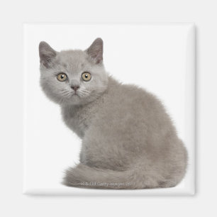 Imán Gatito británico de Shorthair (10 semanas de