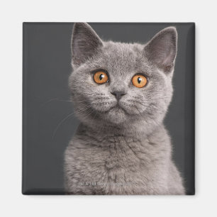 Imán Gatito británico de Shorthair (3 meses)