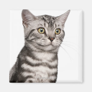 Imán Gatito británico de Shorthair (4 meses)