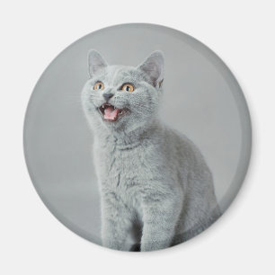 Imán Gatito británico del shorthair