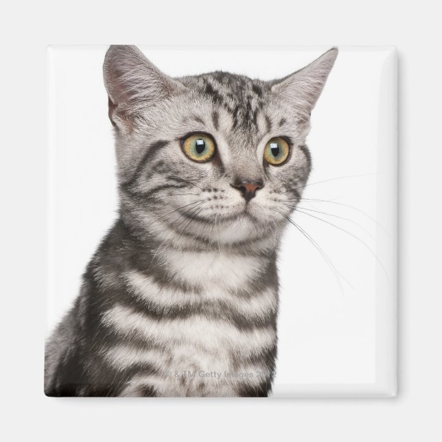 Imán Gatito británico Shorthair (4 meses de edad) (Frente)