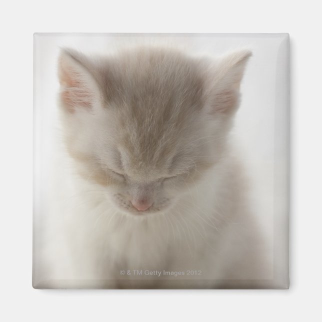 Imán Gatito Cansado Dormido (Frente)