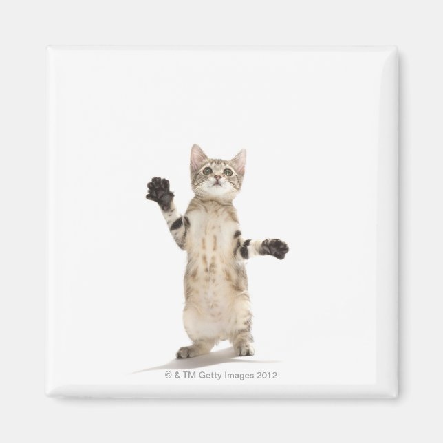 Imán Gatito con fondo blanco (Frente)