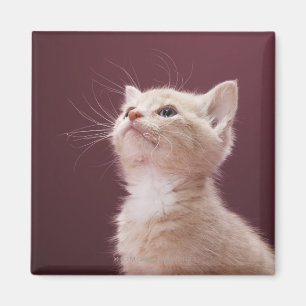 Imán Gatito con las barbas