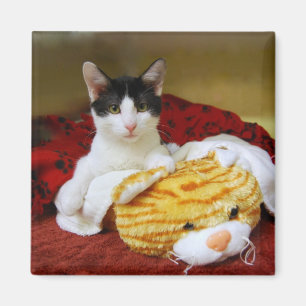 Imán Gatito Con Magnate De Tigre Juguete
