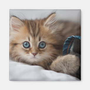 Imán Gatito Con Ojos Azules