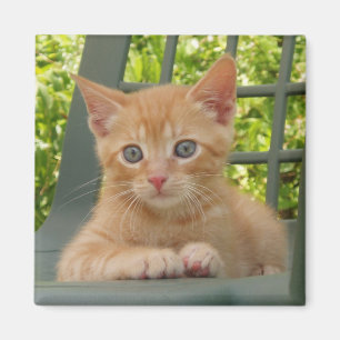 Imán Gatito Dax