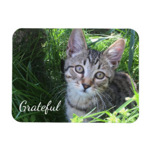 Imán Gatito de Gratitude