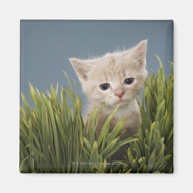 Imán Gatito de hierba (Frente)