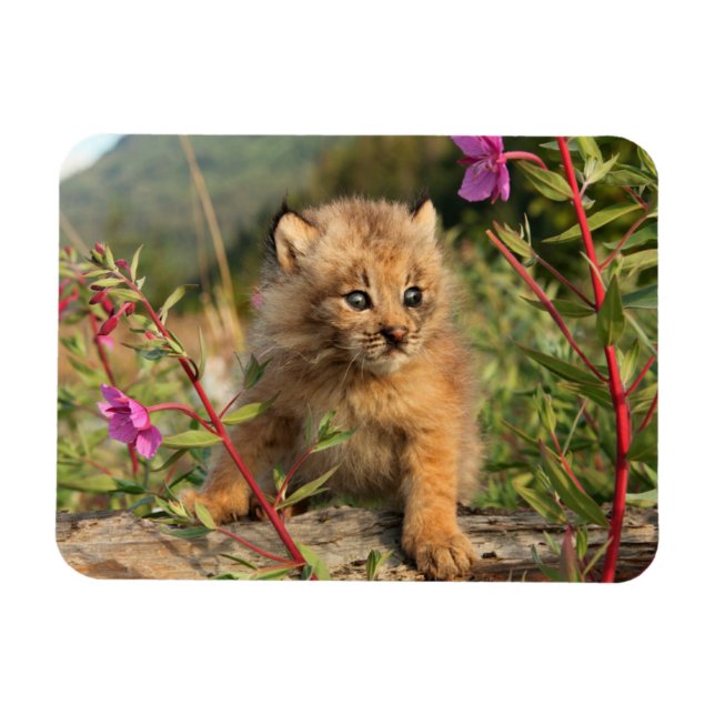 Imán Gatito de lince canadiense, Alaska (Horizontal)
