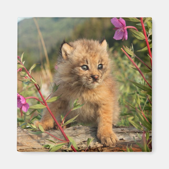 Imán Gatito de lince canadiense, Alaska (Frente)