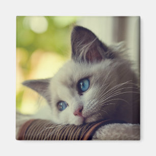 Imán Gatito de Ragdoll