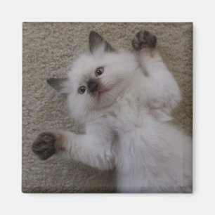Imán Gatito de Ragdoll