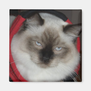 Imán Gatito de Ragdoll