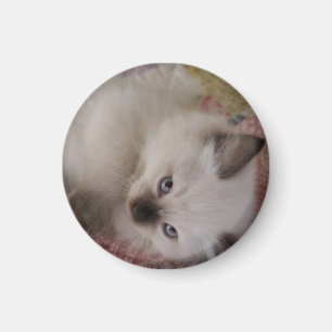 Imán Gatito de Ragdoll