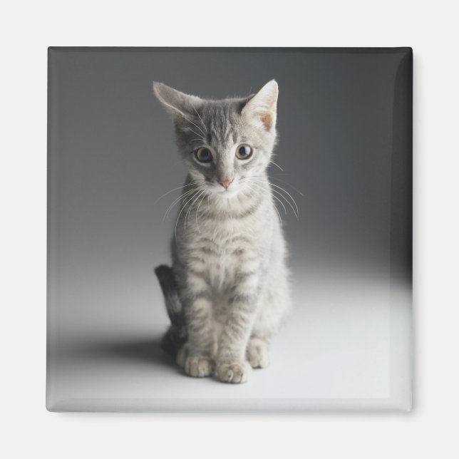 Imán Gatito de Tabby Azul (Frente)