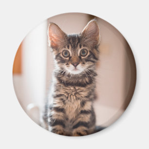 Imán Gatito de Tabby en la mesa
