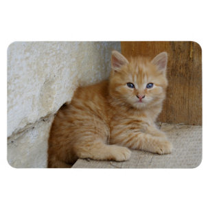 Imán Gatito de Tomate