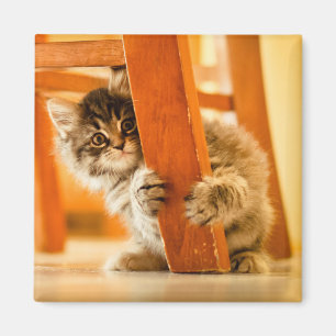 Imán Gatito debajo de la silla