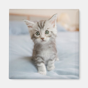 Imán Gatito del Coon de Maine