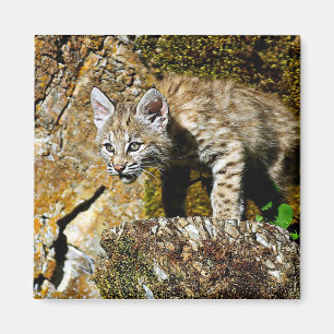 Imán Gatito del lince en las rocas
