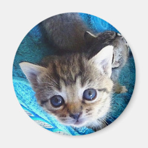Imán Gatito del Tabby
