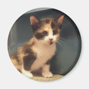 Imán Gatito descarado del calicó