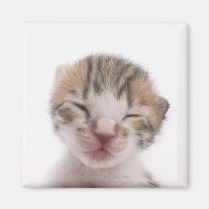 Imán Gatito dormido