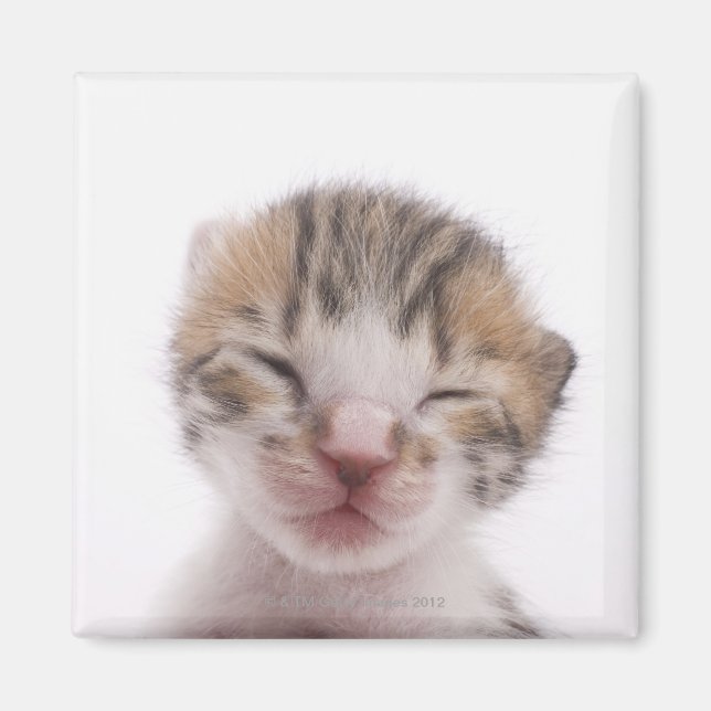 Imán Gatito dormido (Frente)