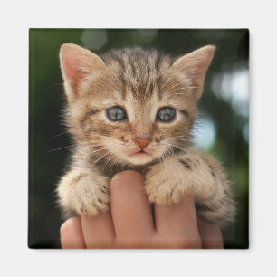 Imán Gatito dulce